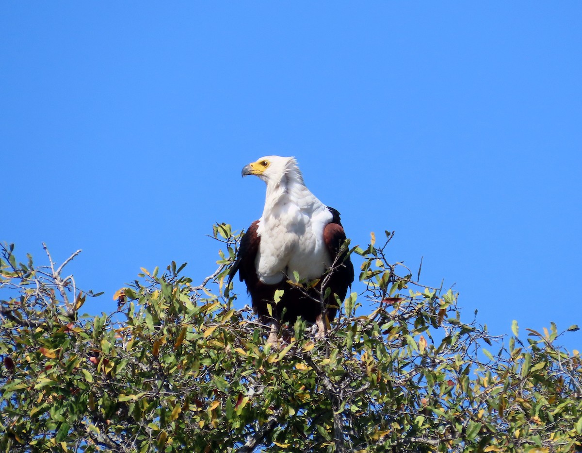 African Fish-Eagle - ML608864839
