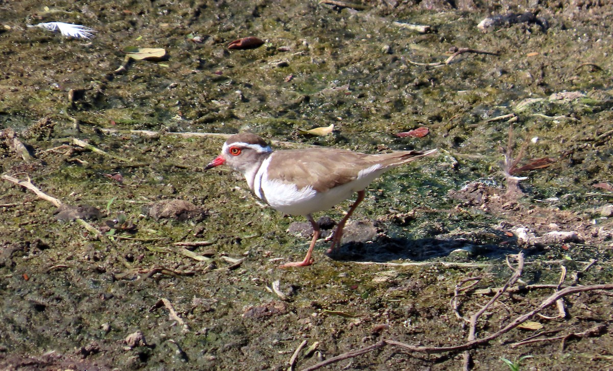 Three-banded Plover - ML608864908