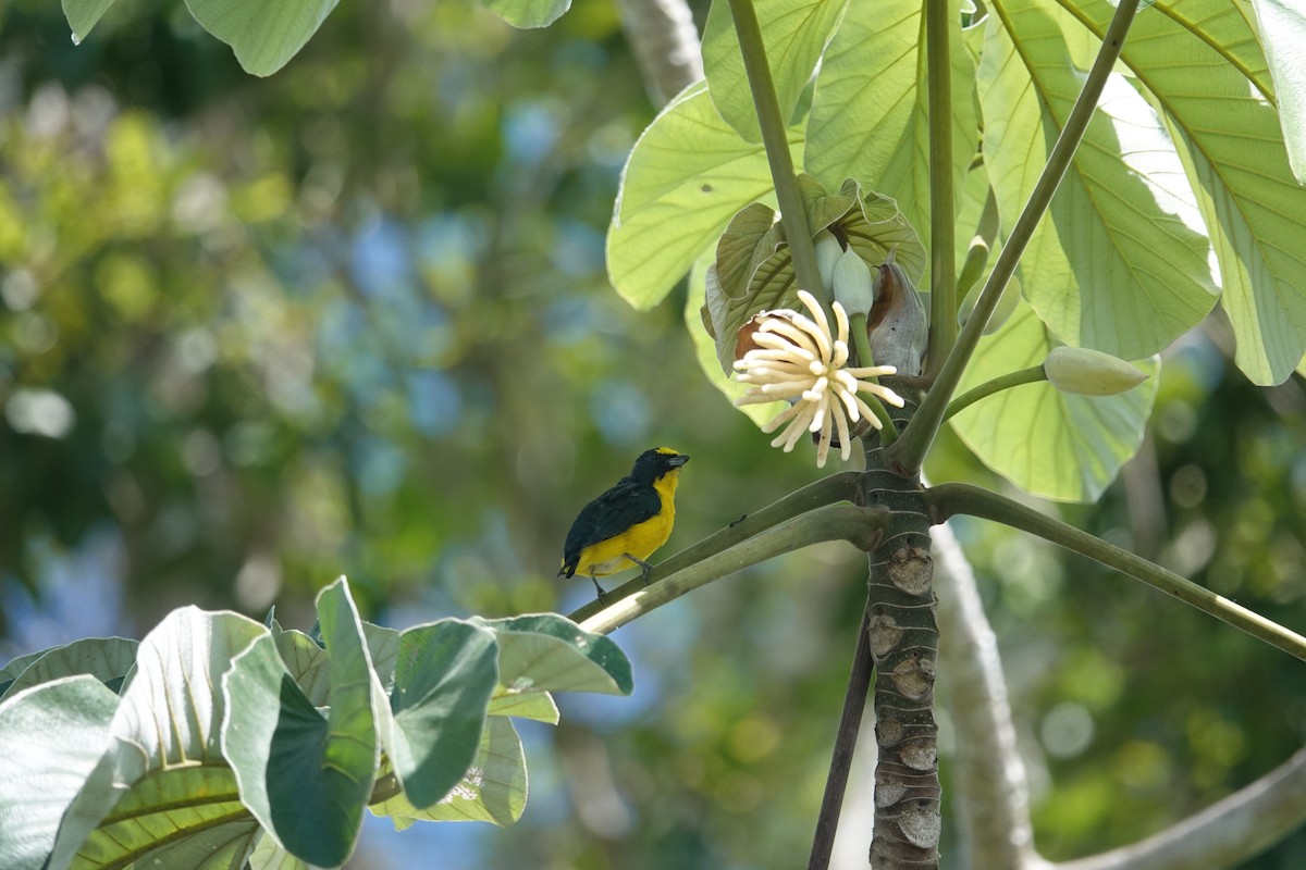 Yellow-throated Euphonia - Lucas Koh