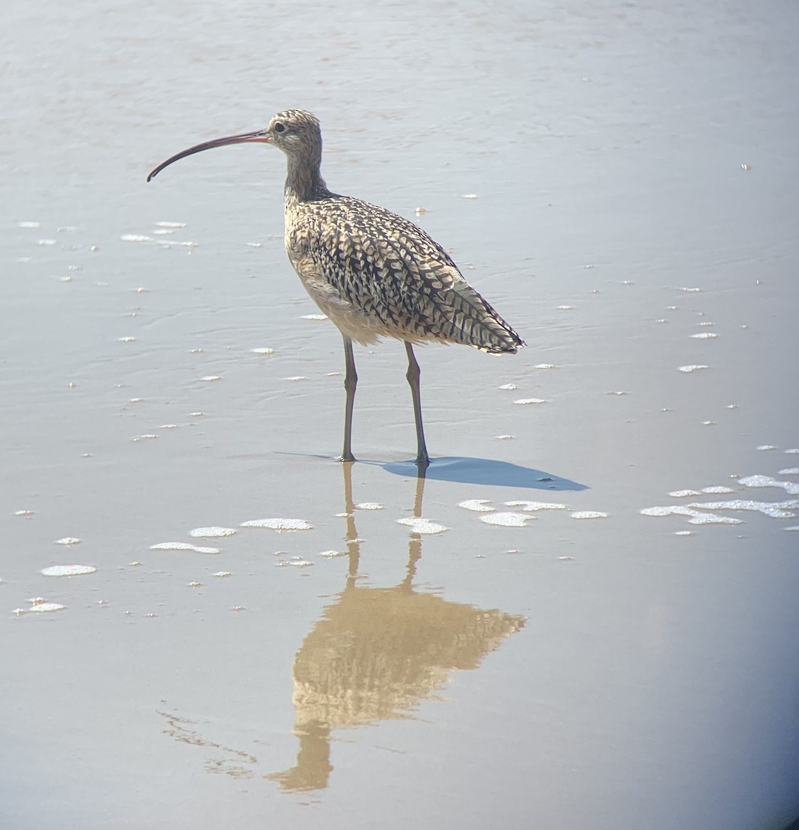 Long-billed Curlew - ML608864986