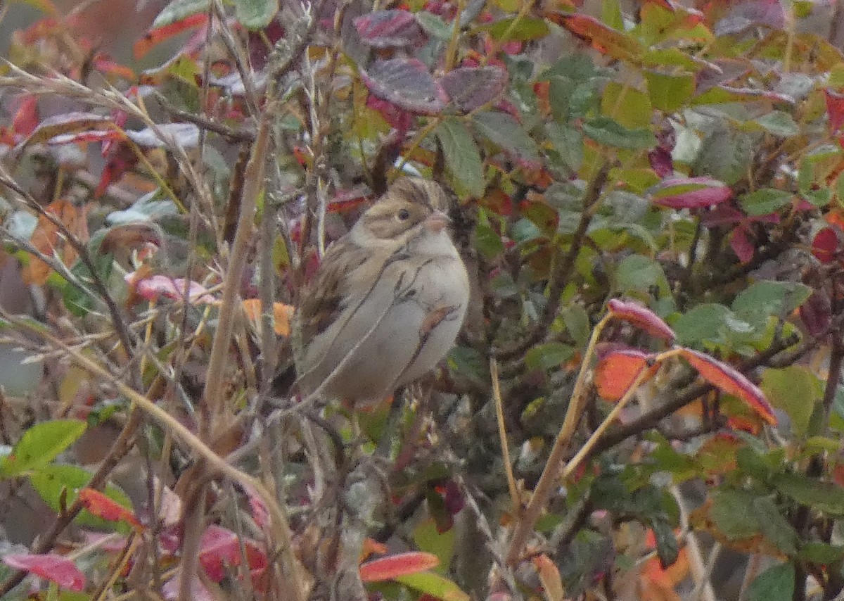 Clay-colored Sparrow - ML608865069