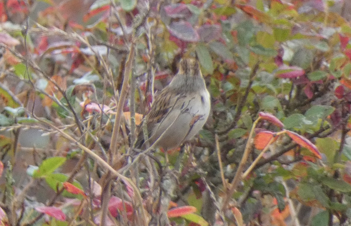 Clay-colored Sparrow - ML608865072