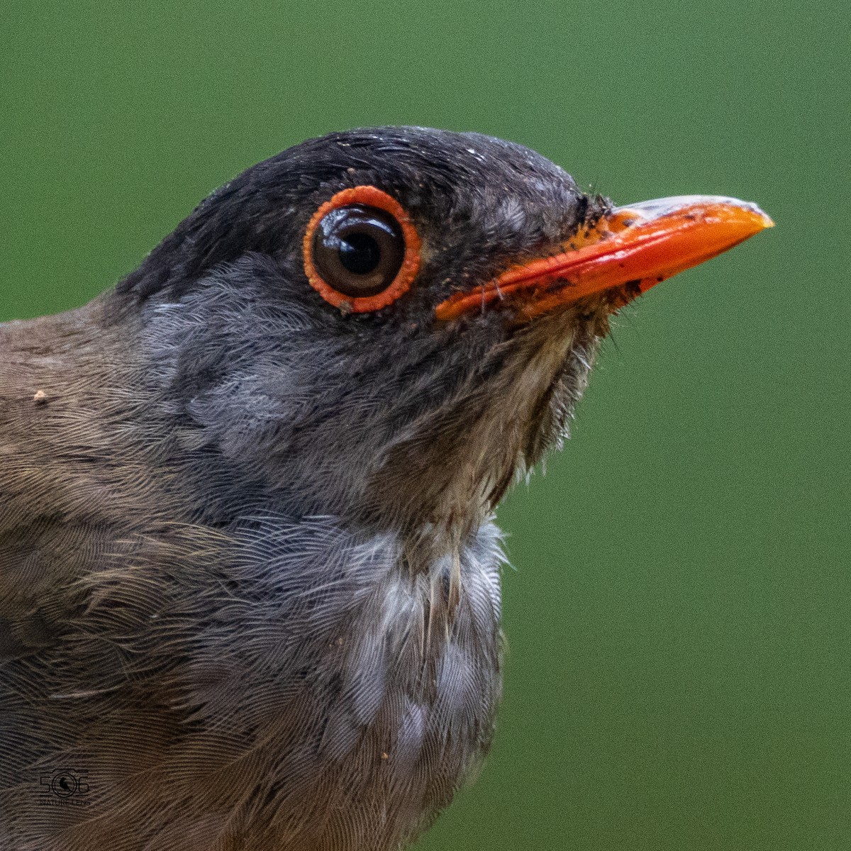 Black-headed Nightingale-Thrush - ML608865258