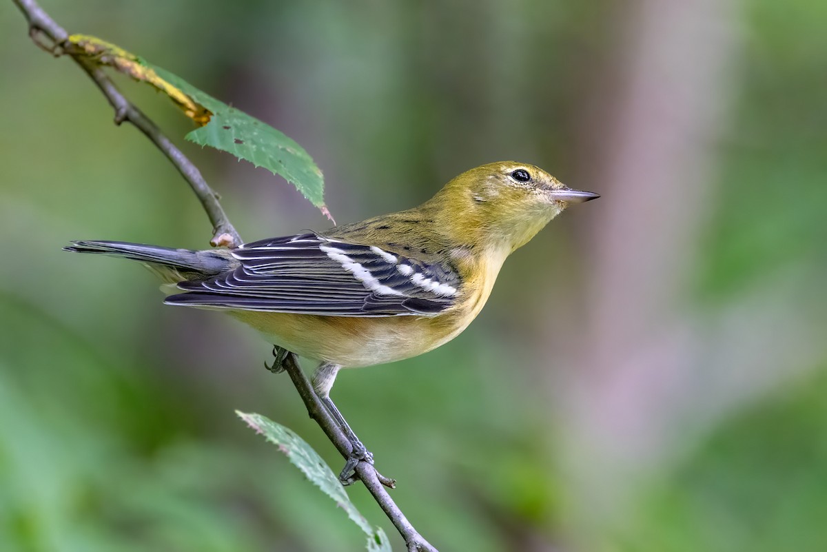 Bay-breasted Warbler - ML608865292