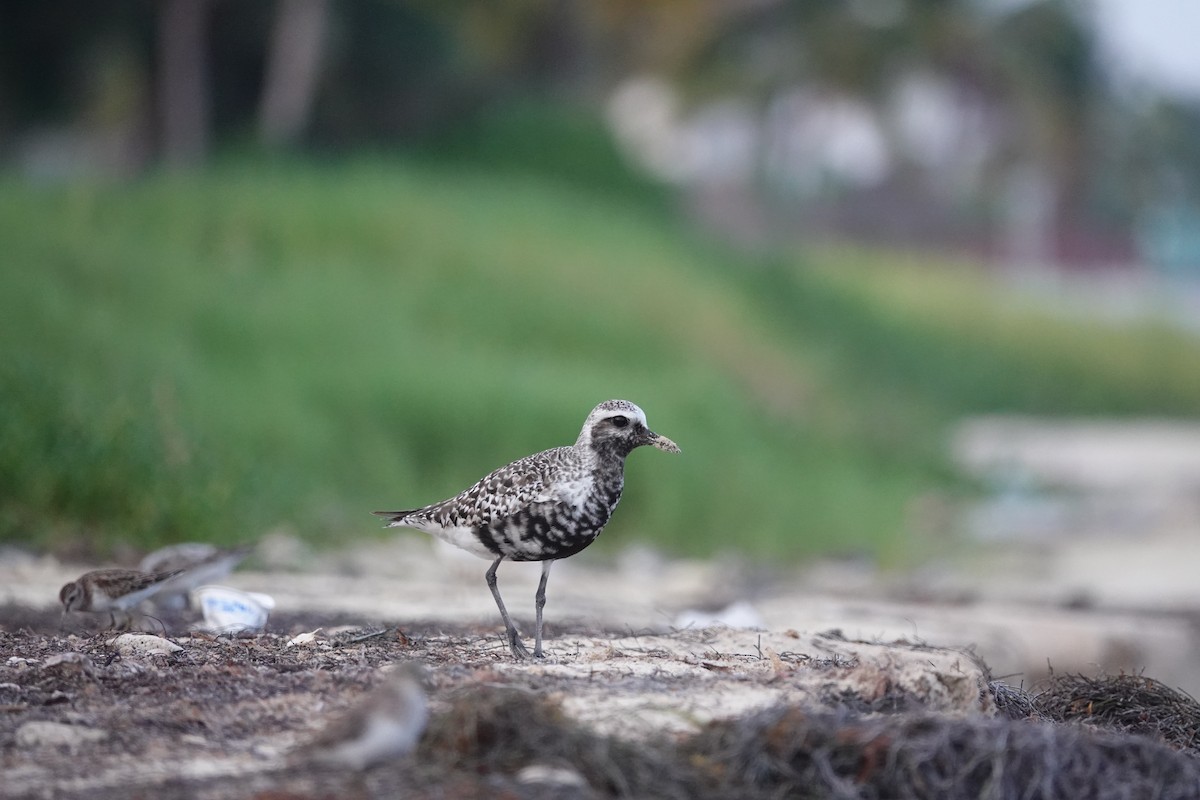 Black-bellied Plover - Lucas Koh