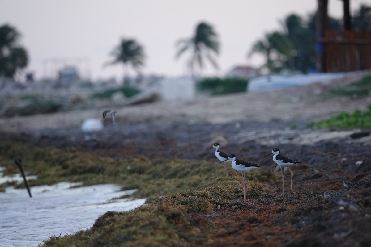 Black-necked Stilt (Black-necked) - ML608865313