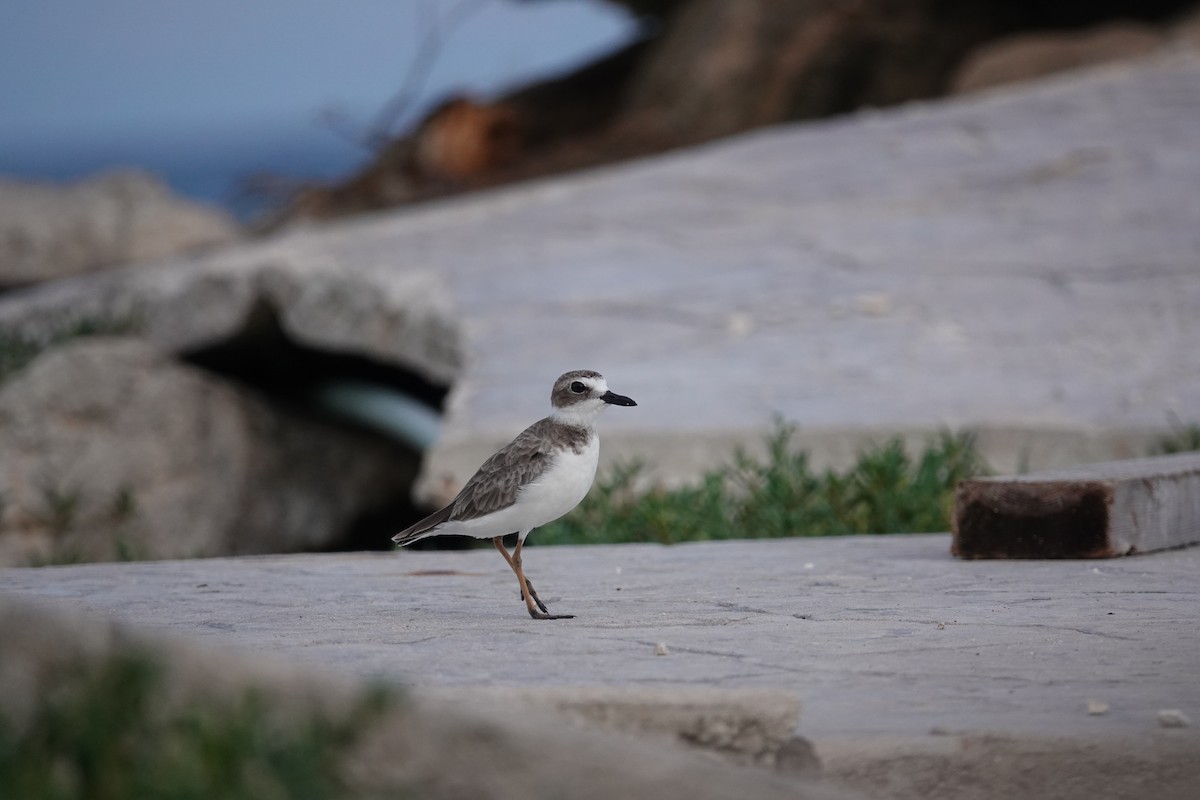 Wilson's Plover - Lucas Koh