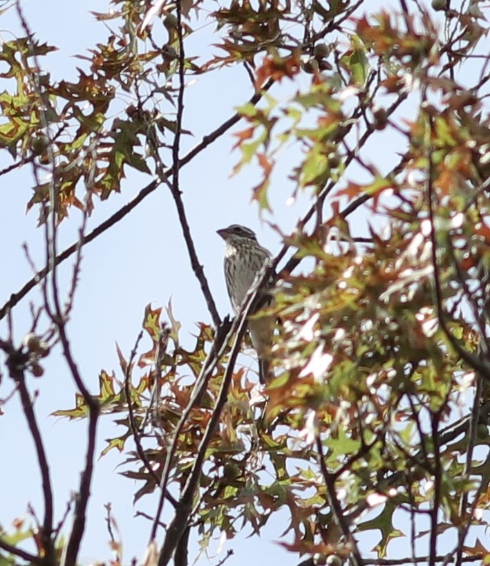 Rose-breasted Grosbeak - ML608865497