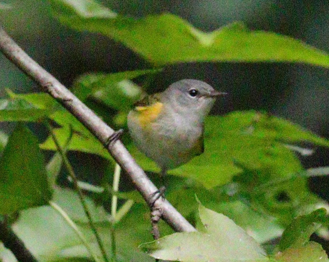 American Redstart - ML608865510