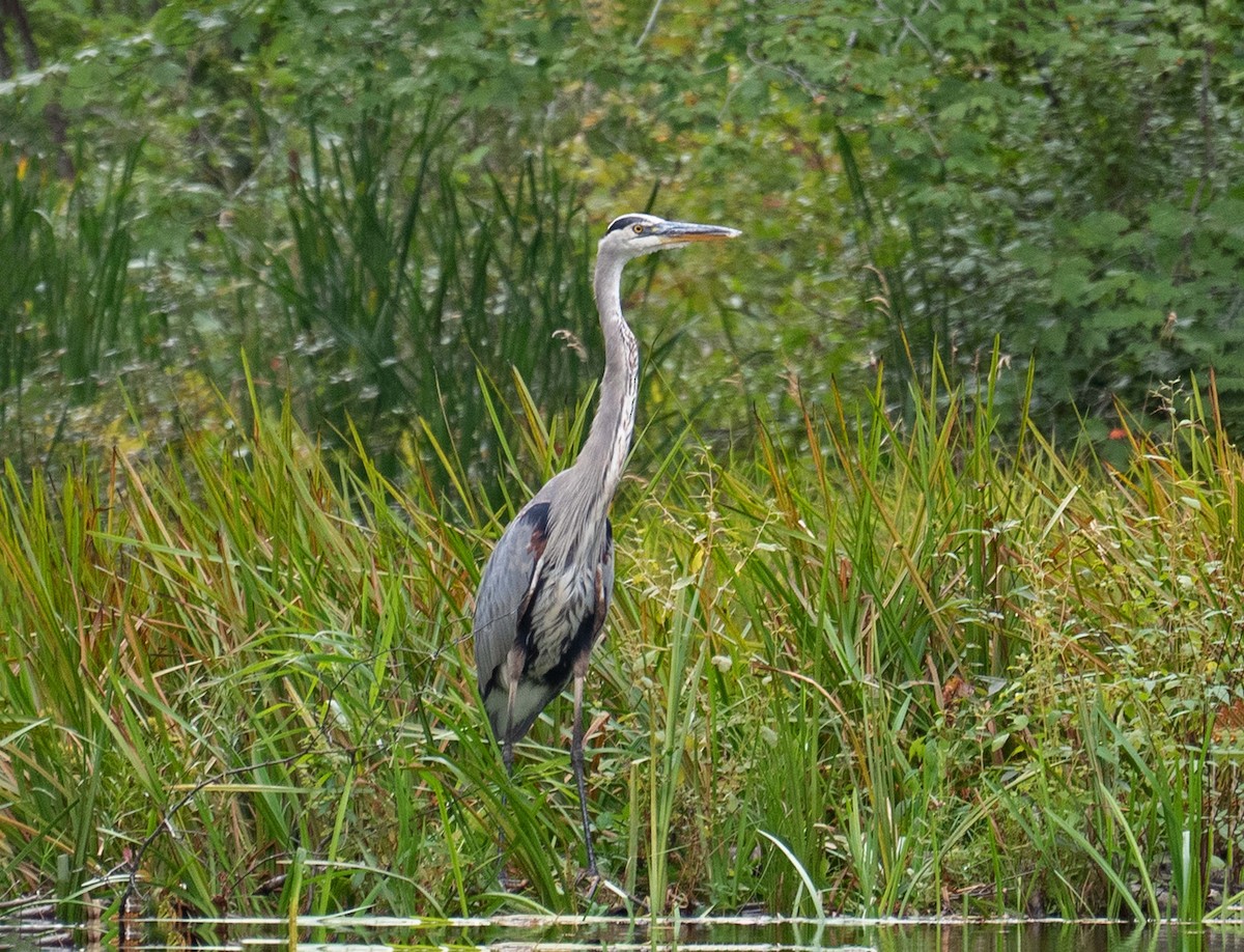 Great Blue Heron - ML608865677