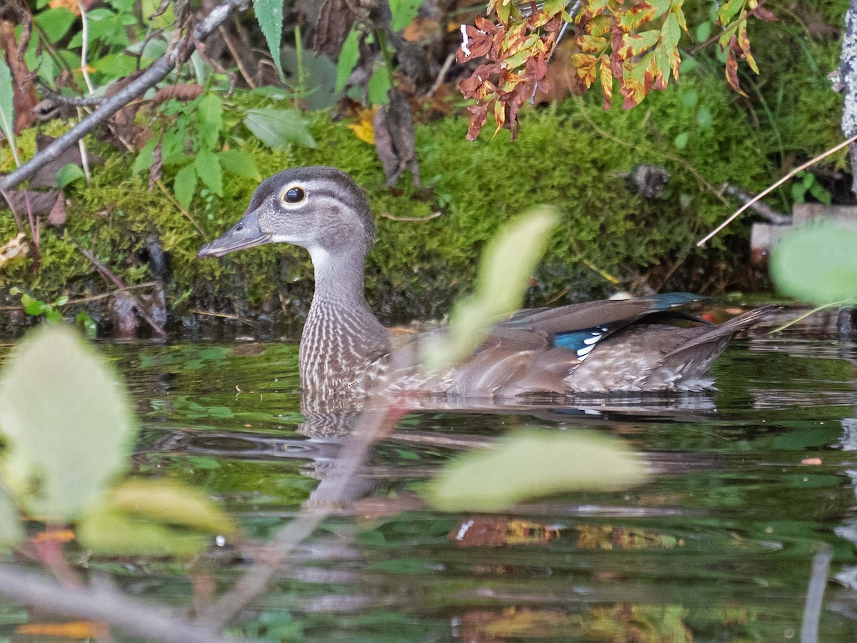 Wood Duck - Susan Elliott