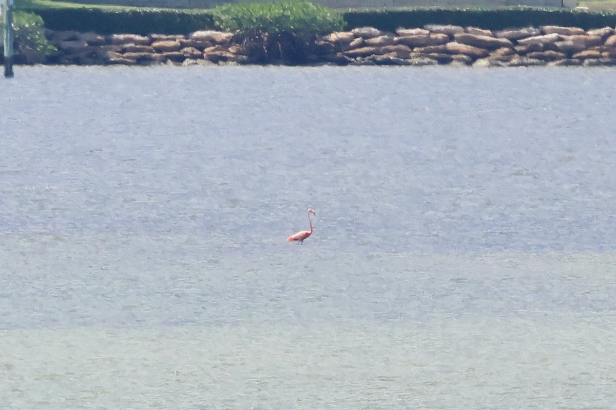 rødflamingo - ML608865788