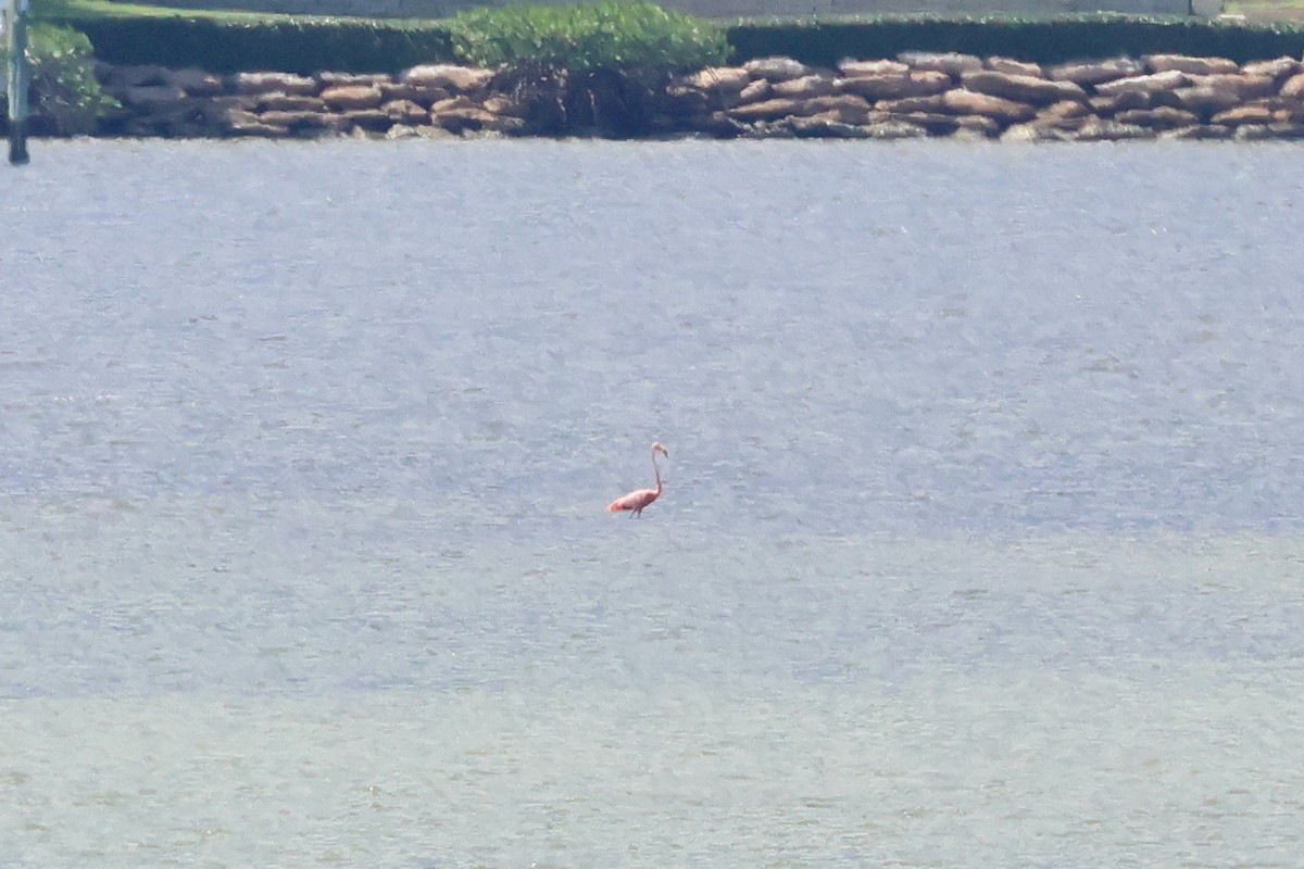 American Flamingo - ML608865788