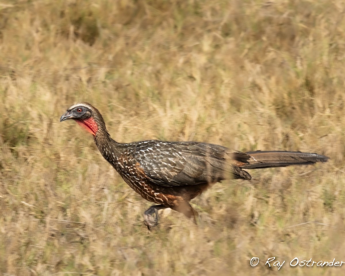 Chestnut-bellied Guan - ML608865857