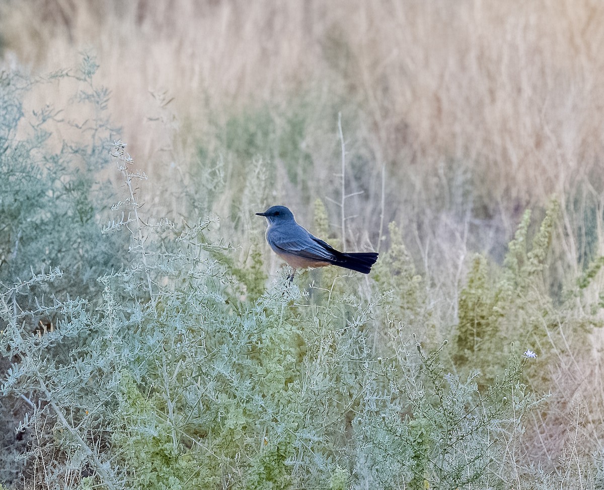 Mosquero Llanero - ML608865998