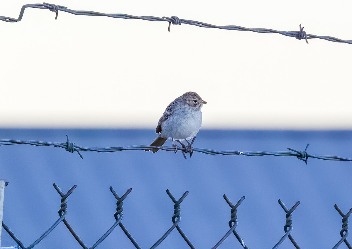 Vesper Sparrow - Carlos Roberto Chavarria