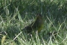 Connecticut Warbler - ML608866097