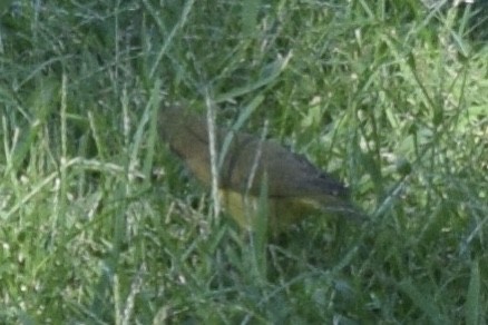 Connecticut Warbler - ML608866099