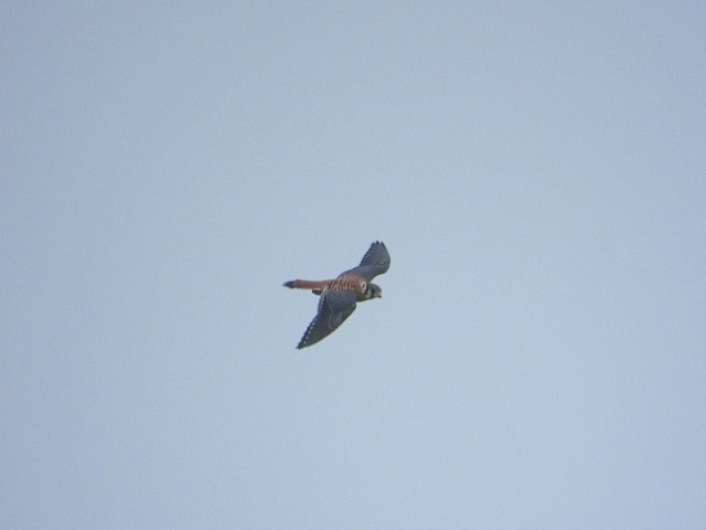 American Kestrel - ML608866106