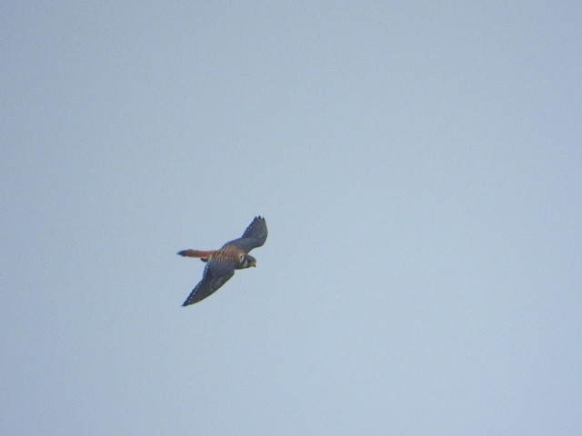 American Kestrel - ML608866107