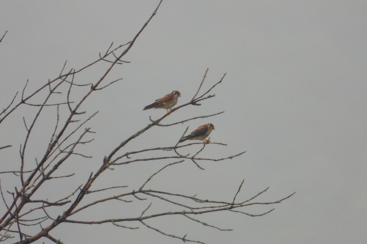 American Kestrel - ML608866108