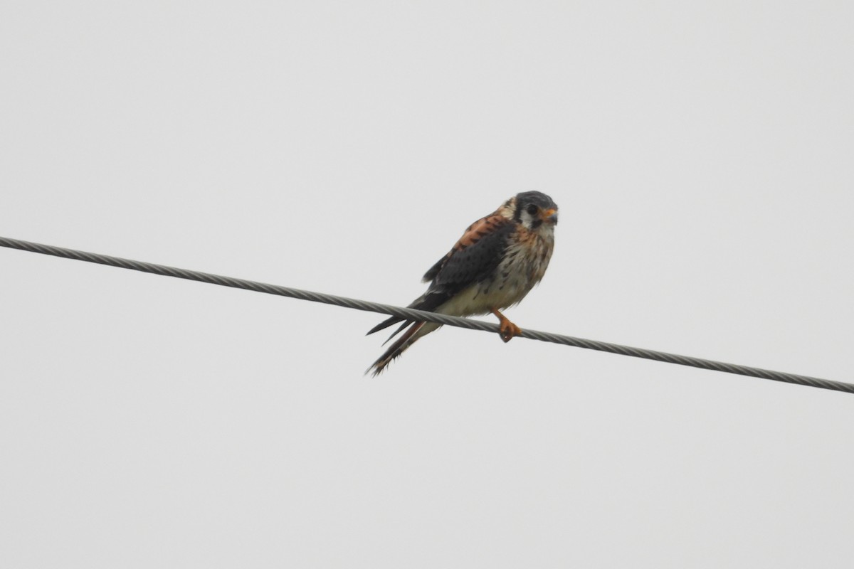 American Kestrel - ML608866109