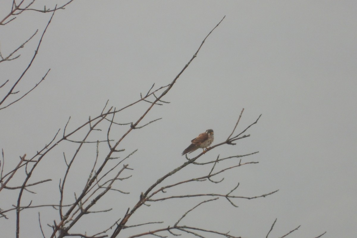 American Kestrel - ML608866110