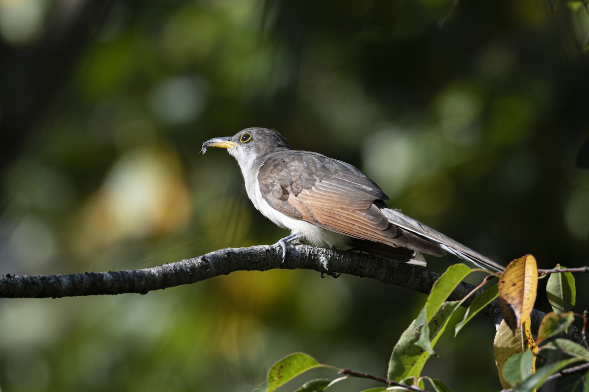 Yellow-billed Cuckoo - ML608866127