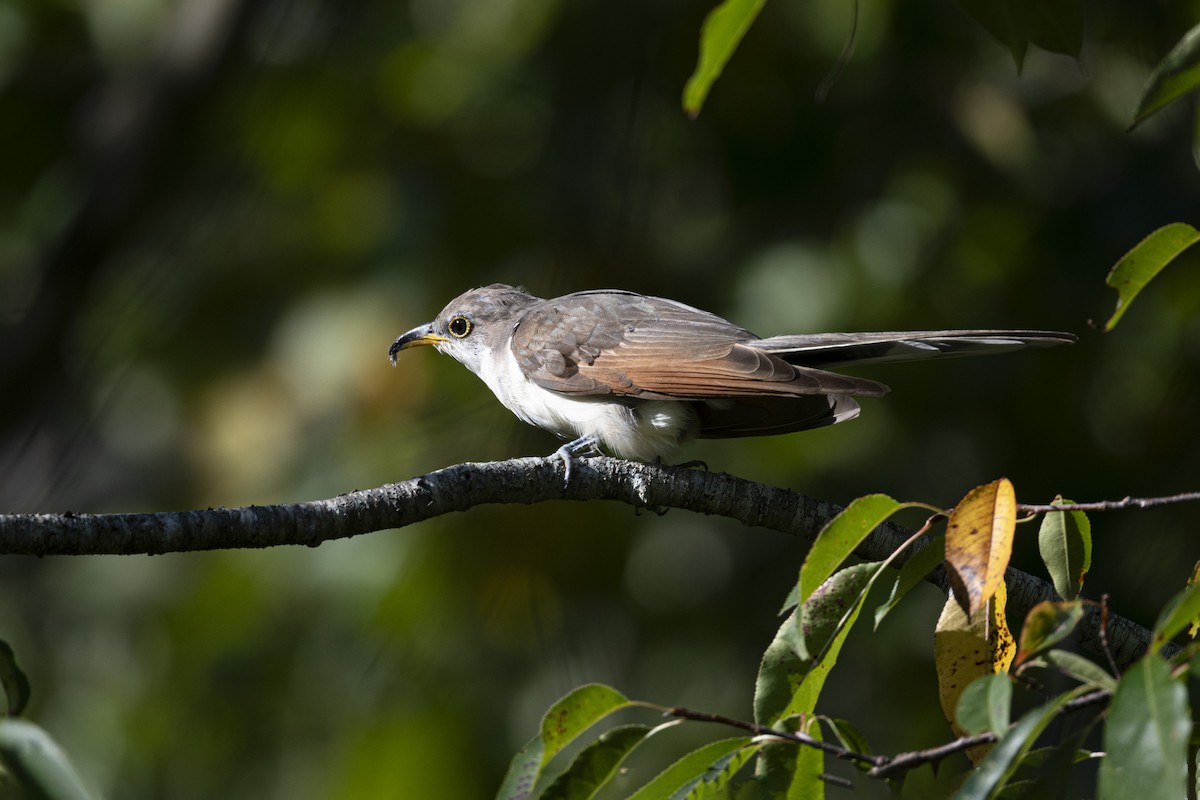 Yellow-billed Cuckoo - ML608866128