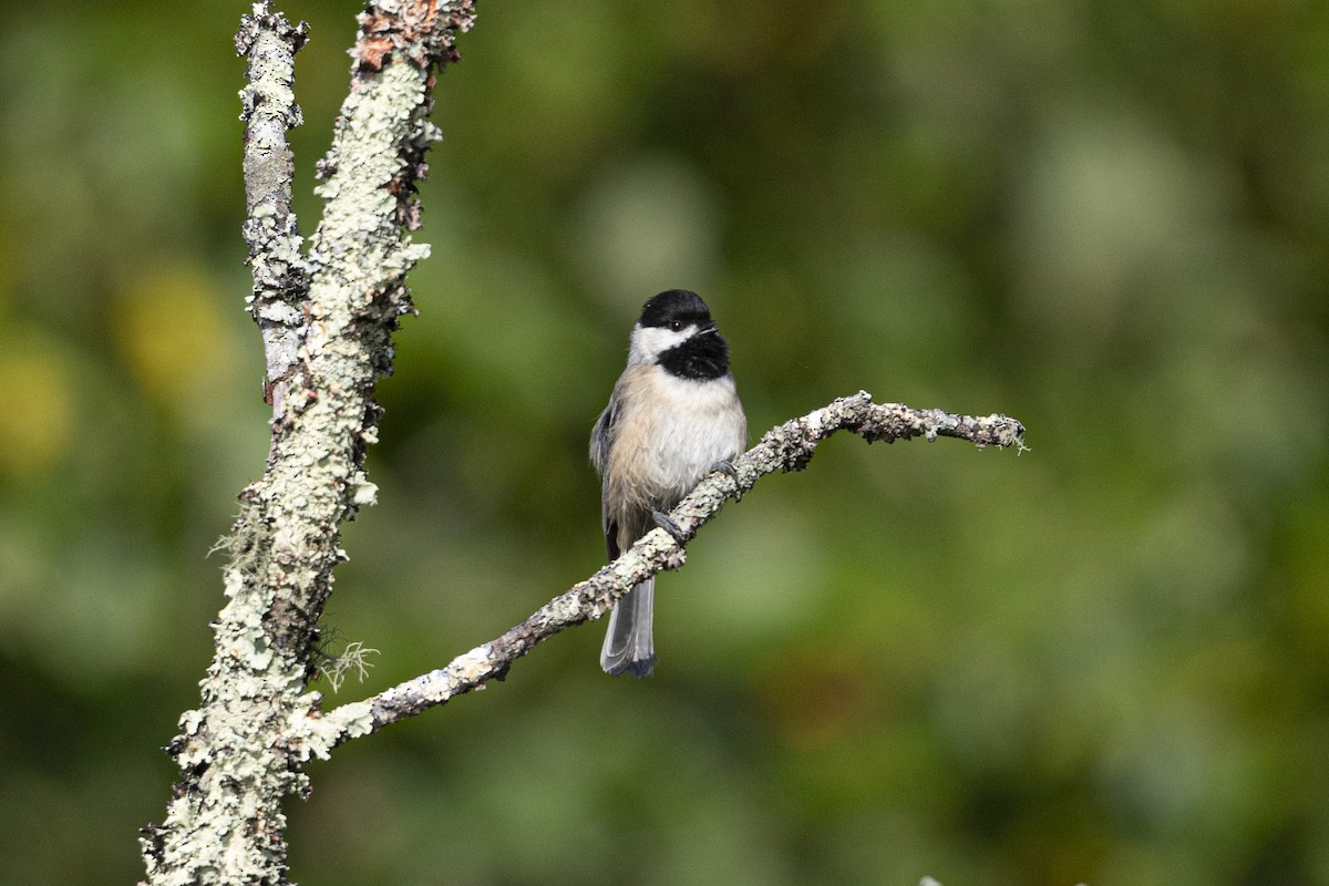 Carolina Chickadee - ML608866141