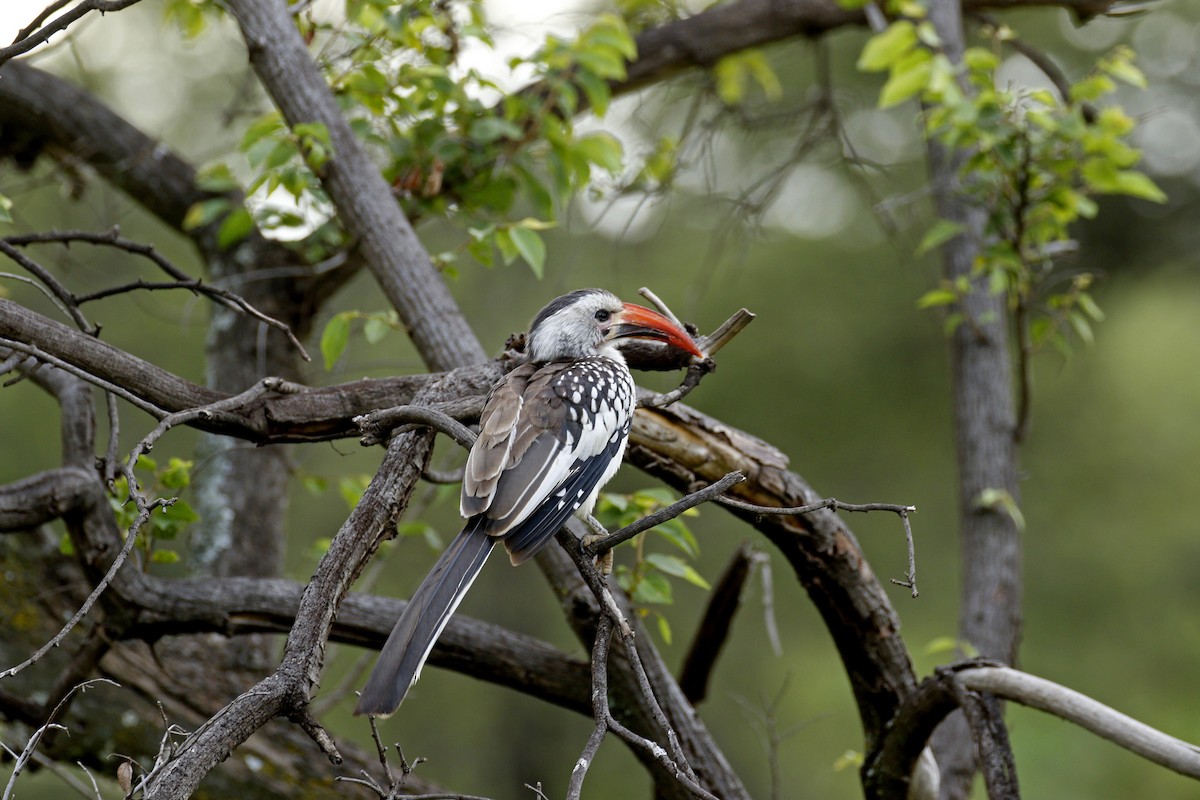 Von der Decken's Hornbill - ML608866142