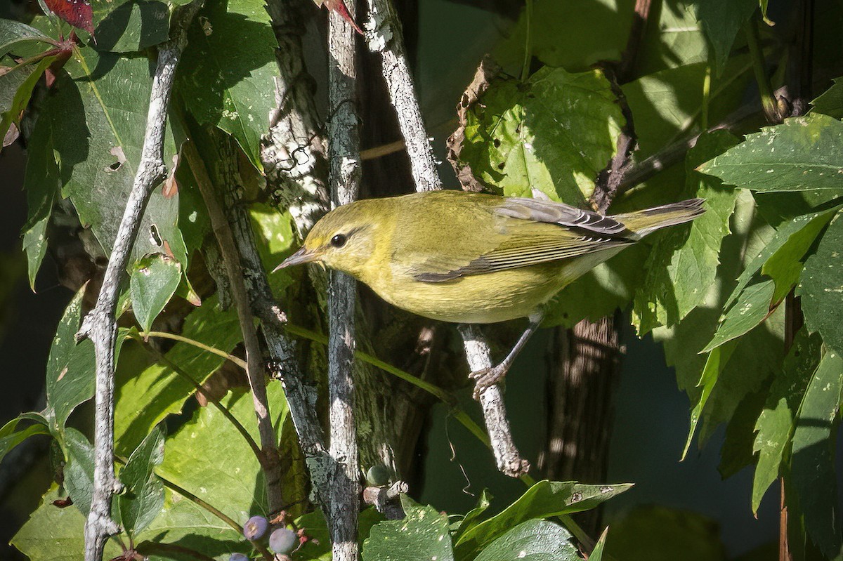 Tennessee Warbler - ML608866145