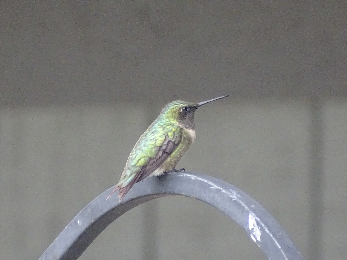 Ruby-throated Hummingbird - Jeffrey Roth