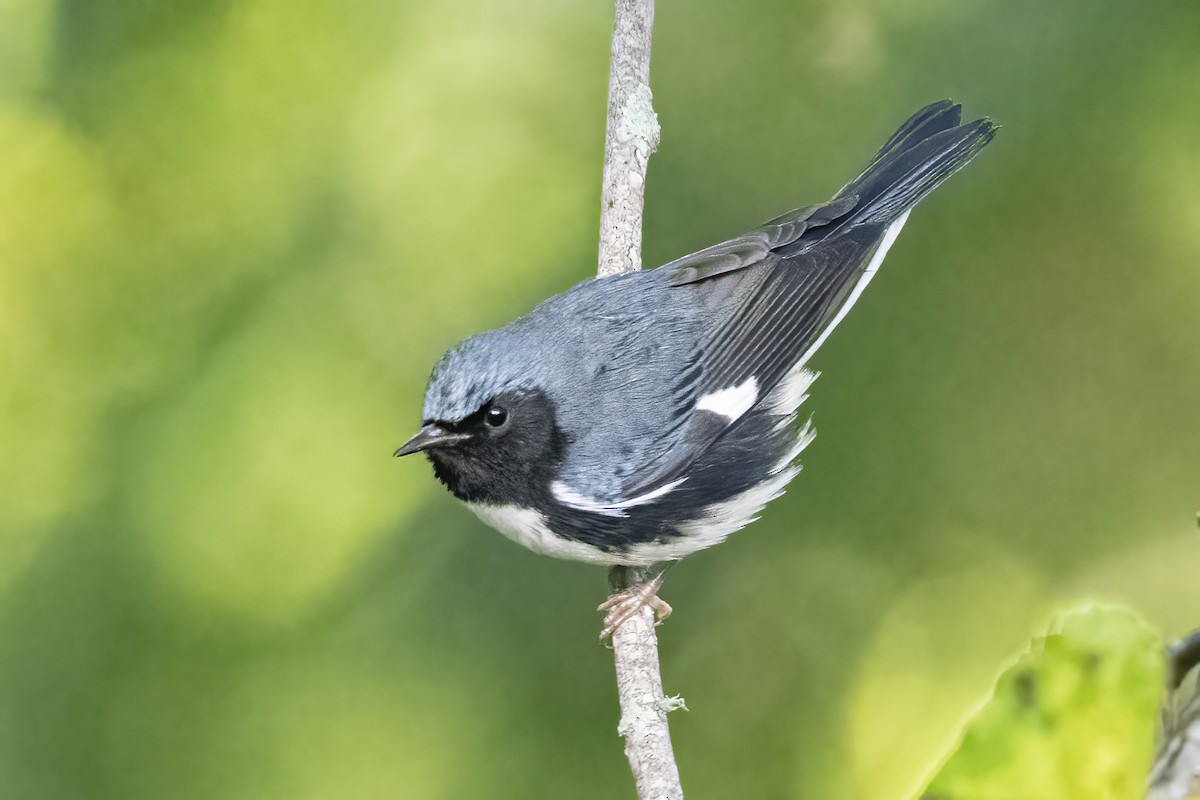 Black-throated Blue Warbler - ML608866164