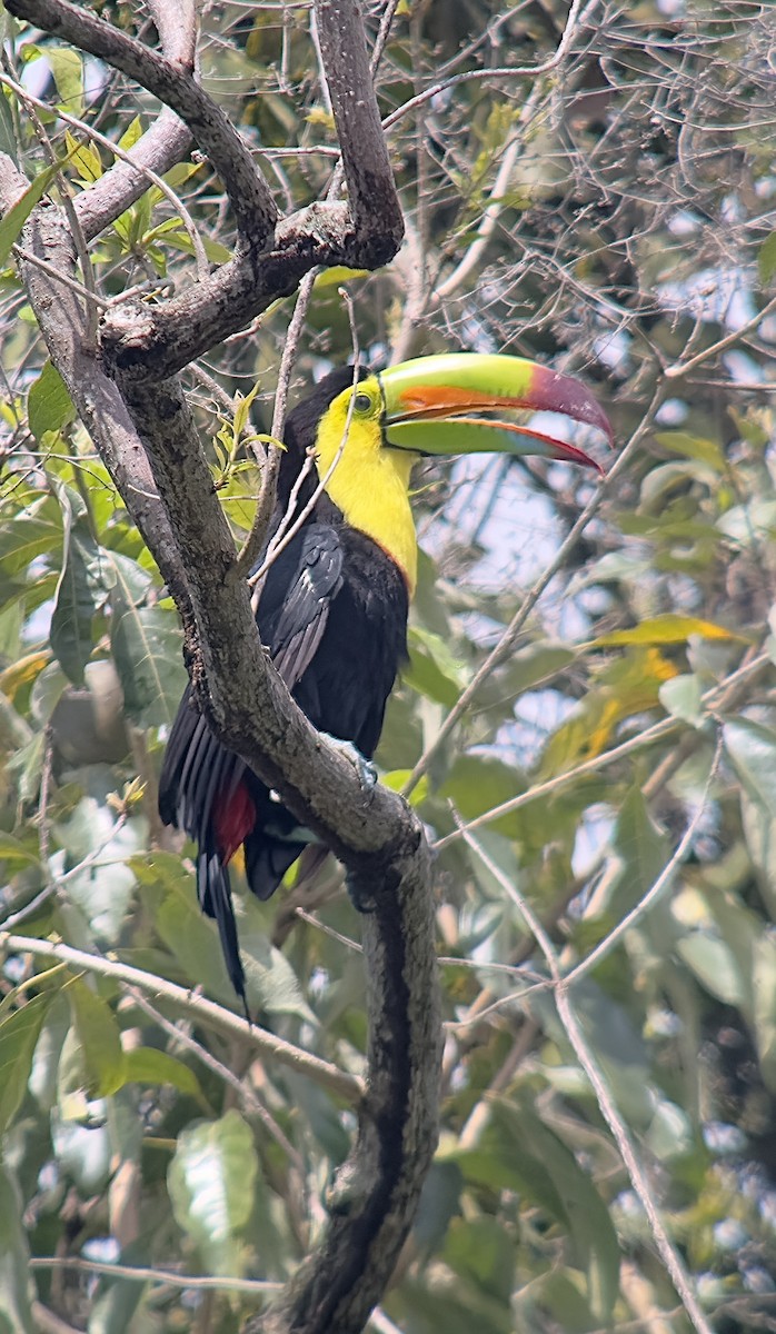 Keel-billed Toucan - ML608866179