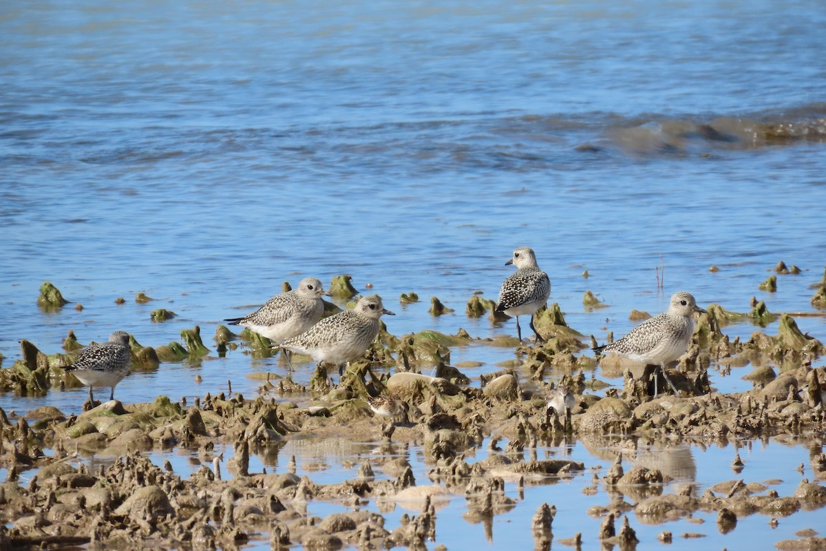 Black-bellied Plover - Paul Nicholson