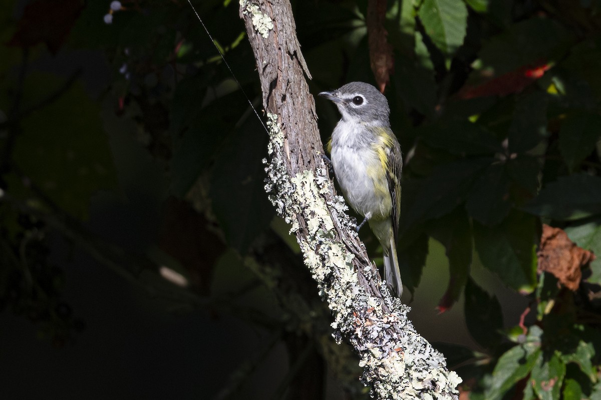 Blue-headed Vireo - ML608866260