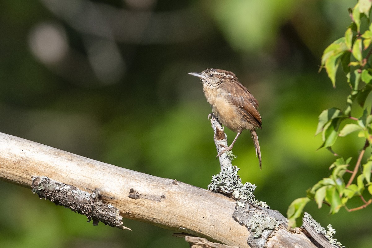 Carolina Wren - ML608866267