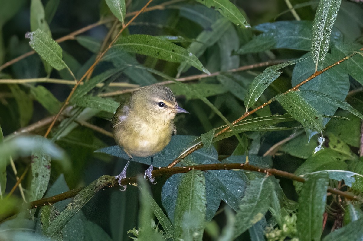Tennessee Warbler - ML608866279