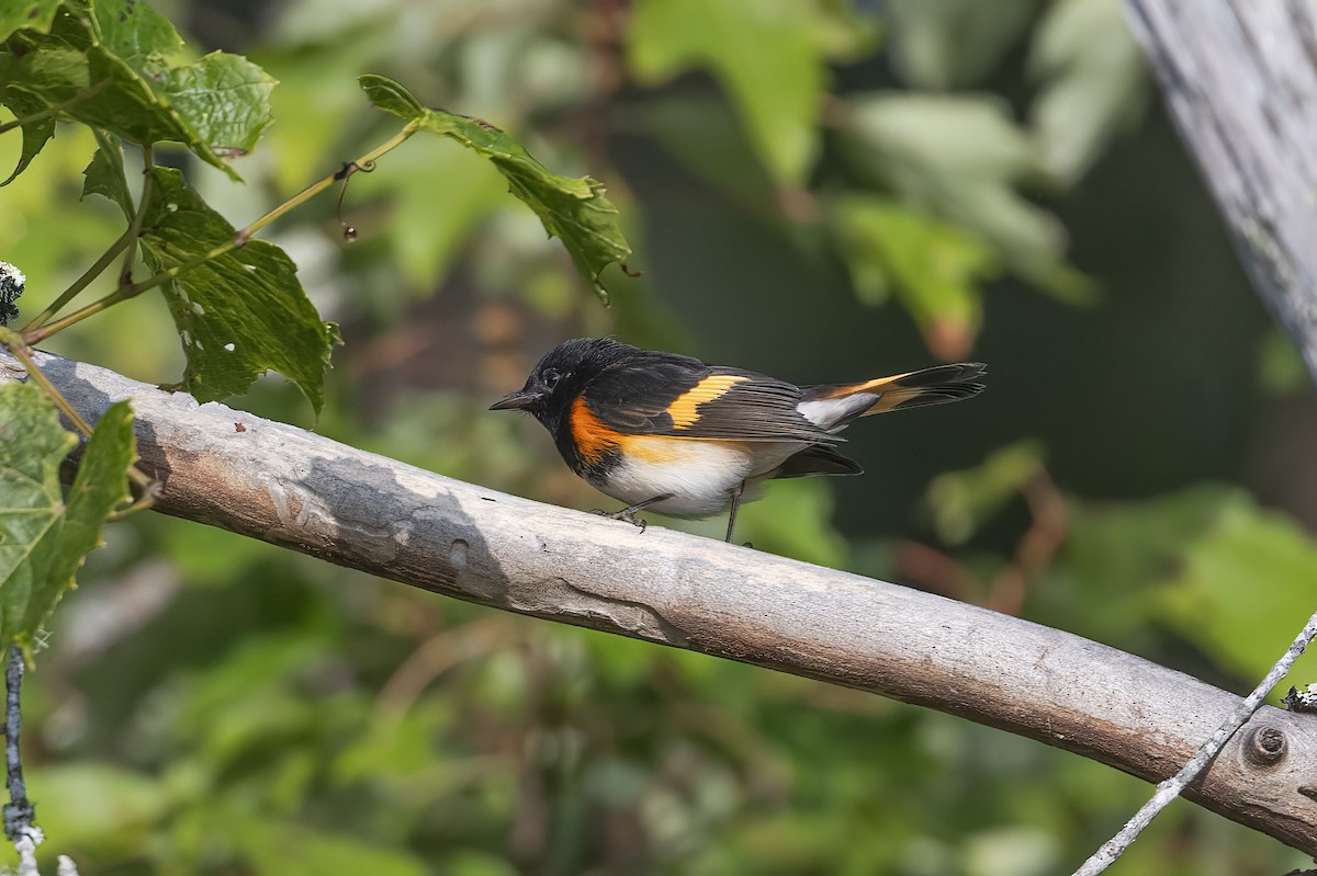 American Redstart - ML608866286
