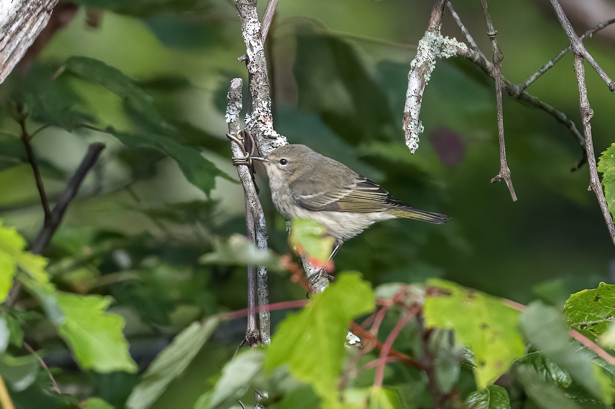 Cape May Warbler - ML608866295
