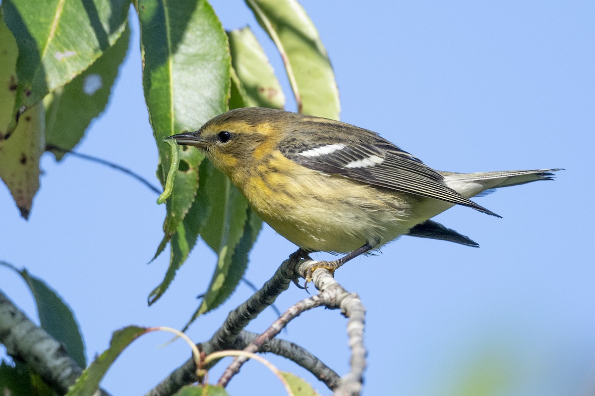 Blackburnian Warbler - ML608866303