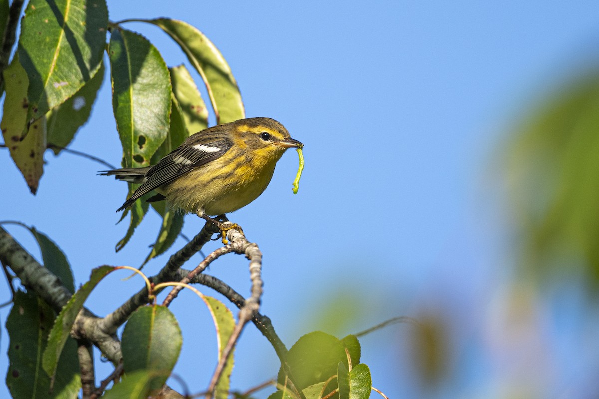 Blackburnian Warbler - ML608866305