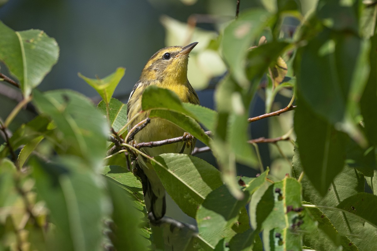 Blackburnian Warbler - ML608866306