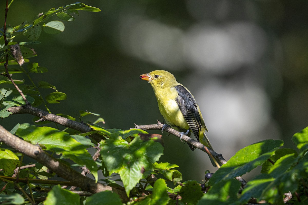 Scarlet Tanager - ML608866313