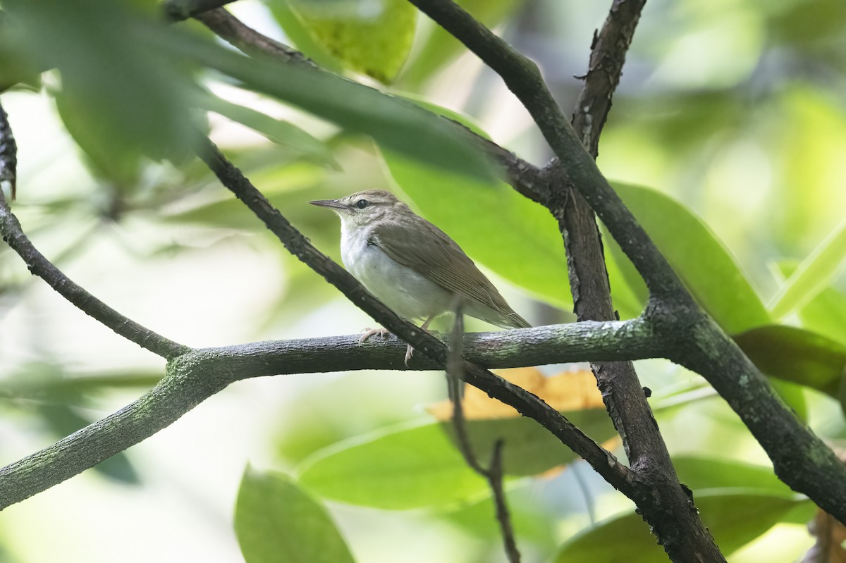 Swainson's Warbler - ML608866563