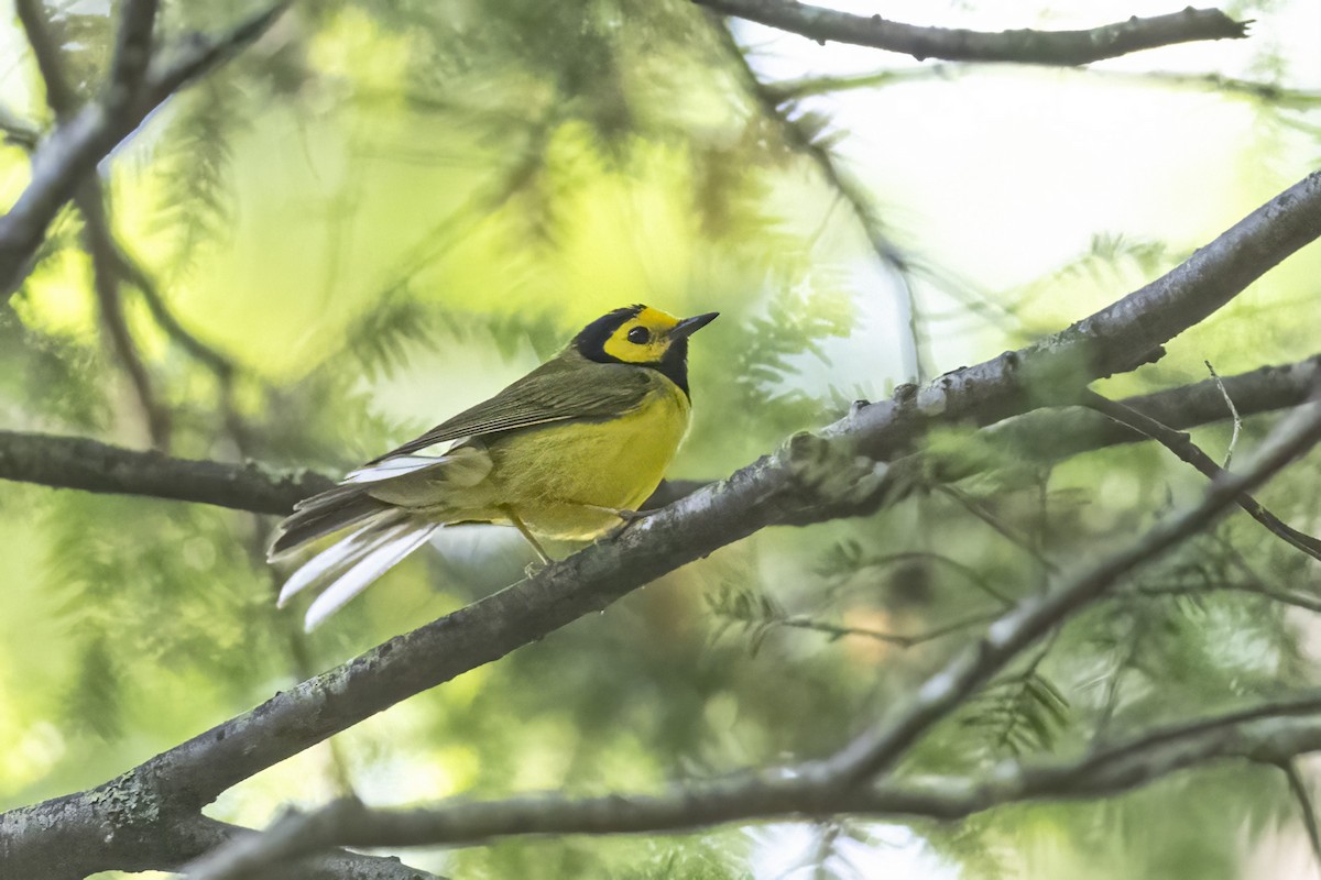 Hooded Warbler - ML608866567