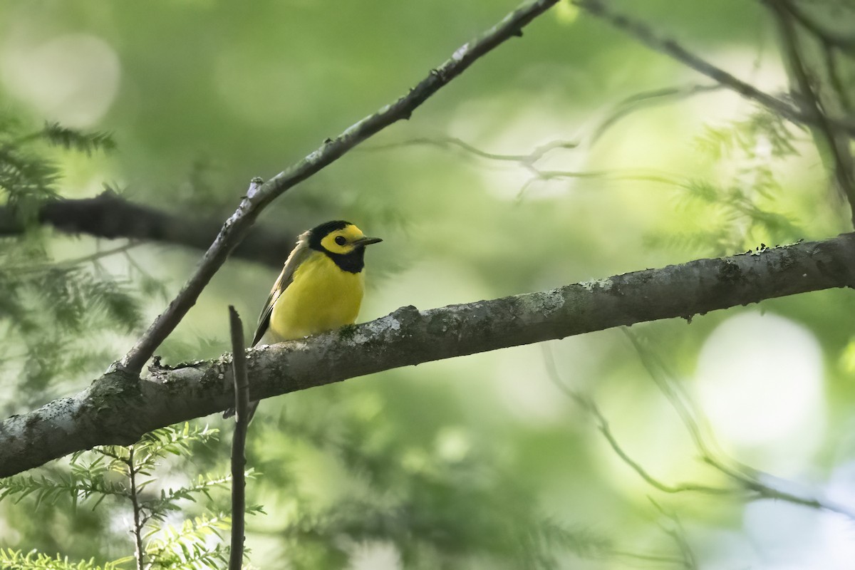 Hooded Warbler - ML608866568