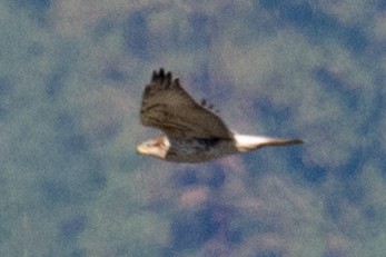 Ferruginous Hawk - Steve Flood