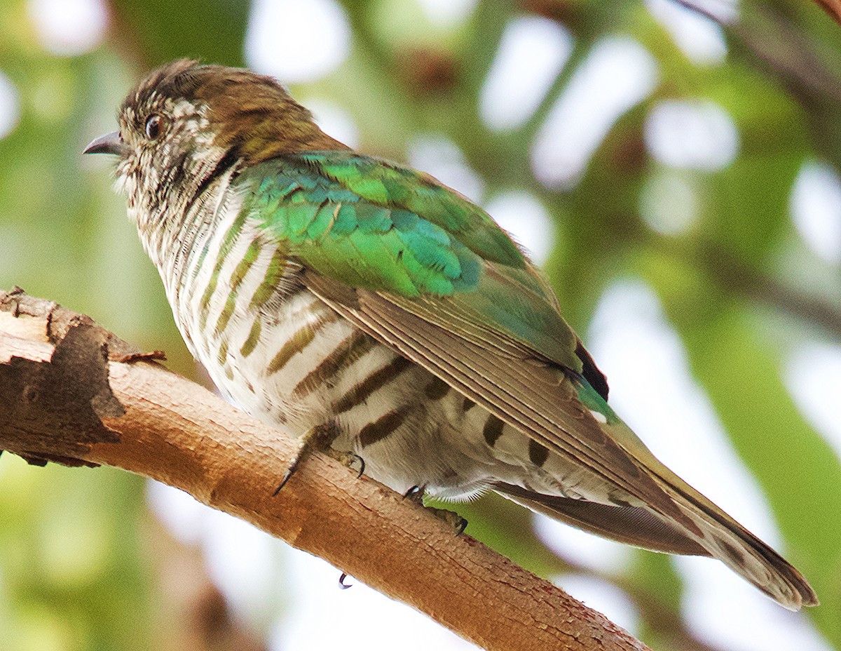 Shining Bronze-Cuckoo - ML608866911